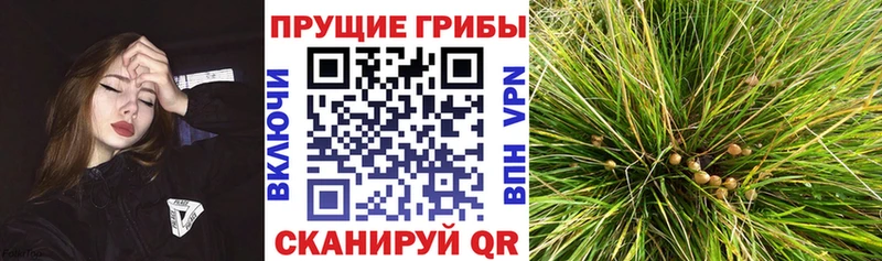 где купить наркоту  Славянск-на-Кубани  Галлюциногенные грибы Magic Shrooms 